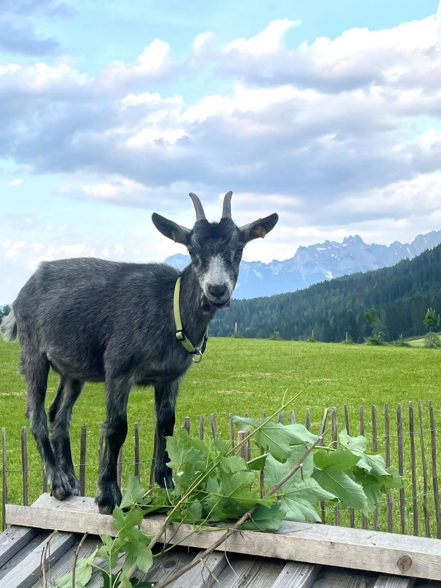 Wimmhof Sankt Martin am Tennengebirge Exterior foto